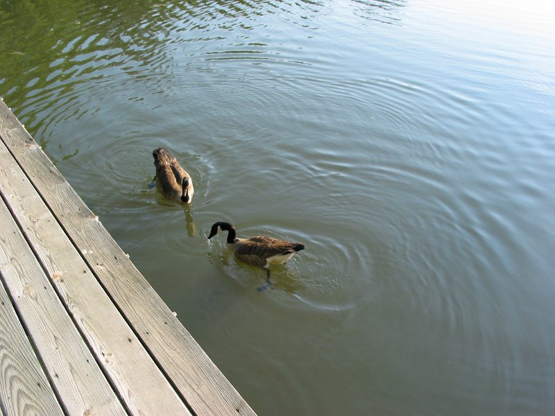 20040508-184702-img_7018.jpg - Feeding the ducks