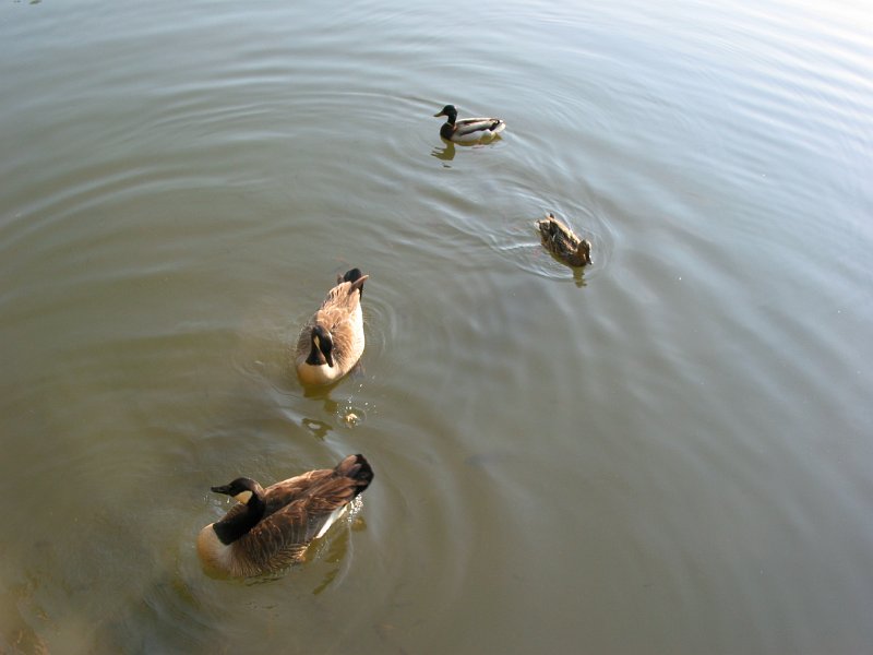 20040508-190409-img_7028.jpg - Feeding the ducks